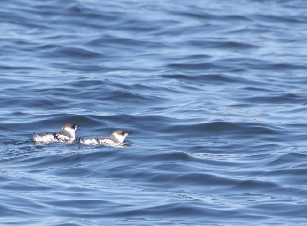 Marbled Murrelet